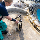 VERSUS Active Crew Socks - Save the Penguins