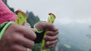 LEKI EvoTrail FX.One TA Trail Running Poles 越野跑杖