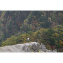 EVERNEW Trail Shade Umbrella EBYR774 抗UV遮熱晴雨傘