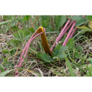 HILLEBERG Allak 3 Tent 三人帳篷