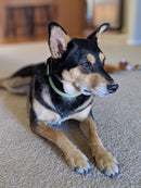 UV Paqlite Dog Collar 夜光寵物頸圈