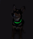 UV Paqlite Dog Collar 夜光寵物頸圈