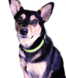 UV Paqlite Dog Collar 夜光寵物頸圈