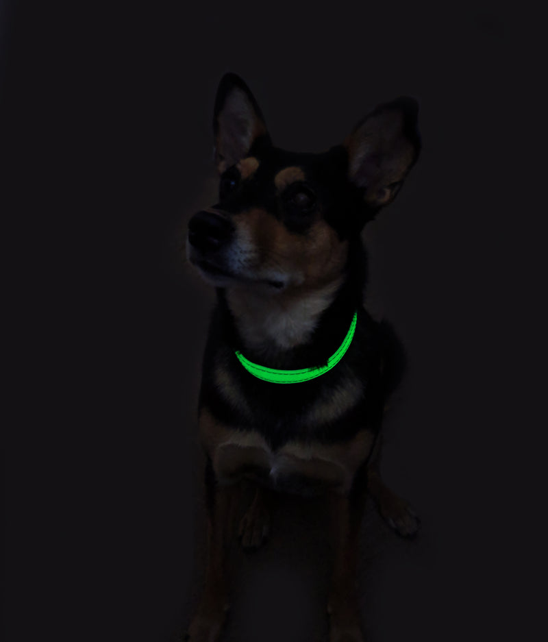 UV Paqlite Dog Collar 夜光寵物頸圈