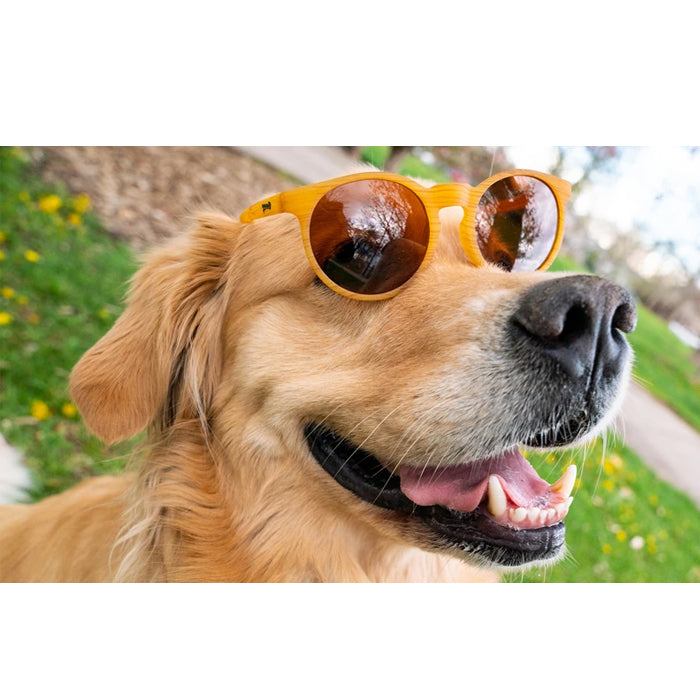 Goodr Sports Sunglasses - Bodhi's Ultimate Ride 運動跑步太陽眼鏡