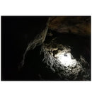 LEDLENSER ML4 營燈